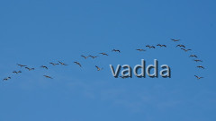 Kraniche, Zingst 03/2018