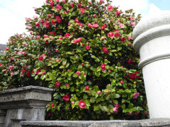 Cannobio (9)