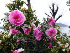 Cannobio (1)