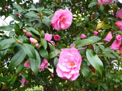 Cannero Ortsrundgang (4)