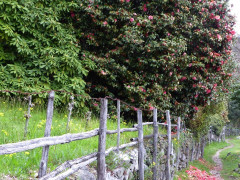 Weg nach Carmine (10)