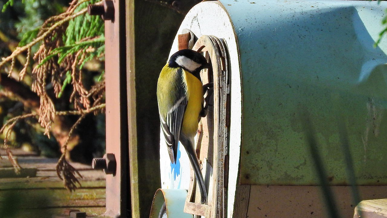 Gartenvögel