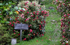 Bosco delle camelie