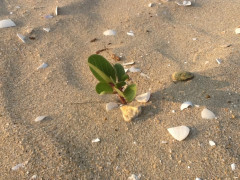 wilder Strand