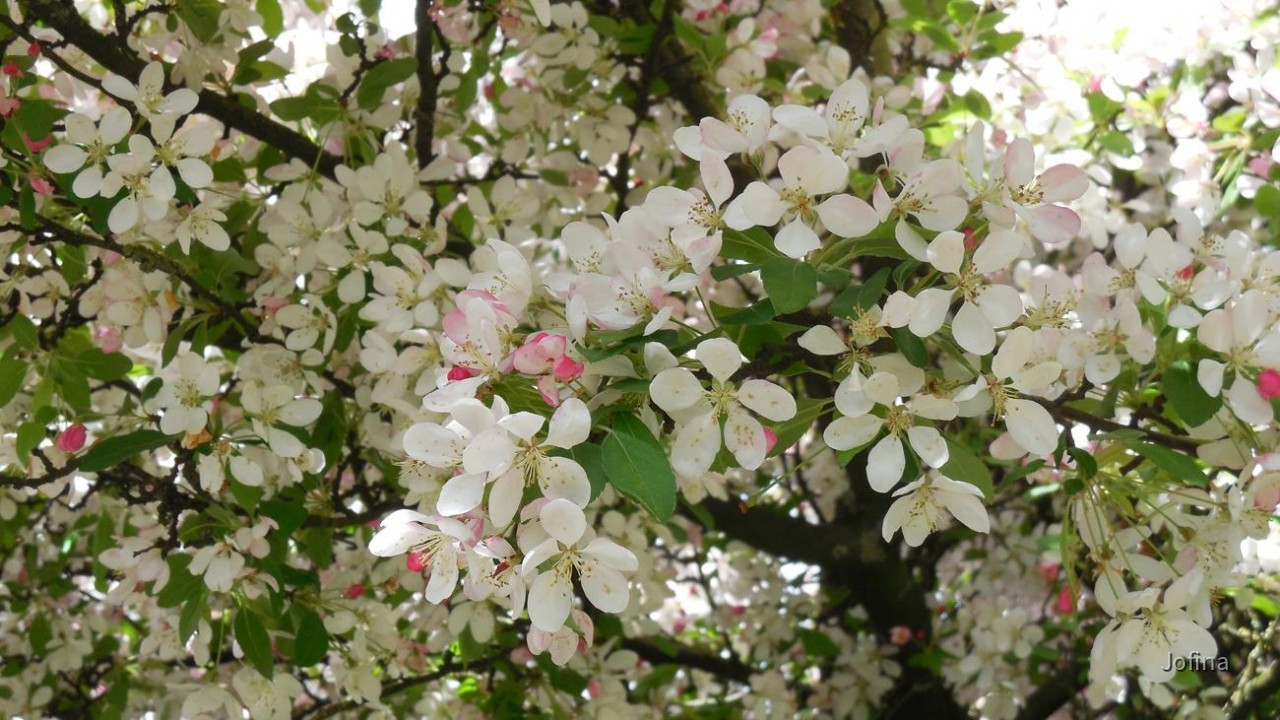 Baumblüte02