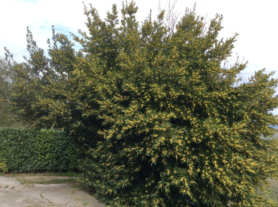 Lorbeerbaum Motovun Istrien
