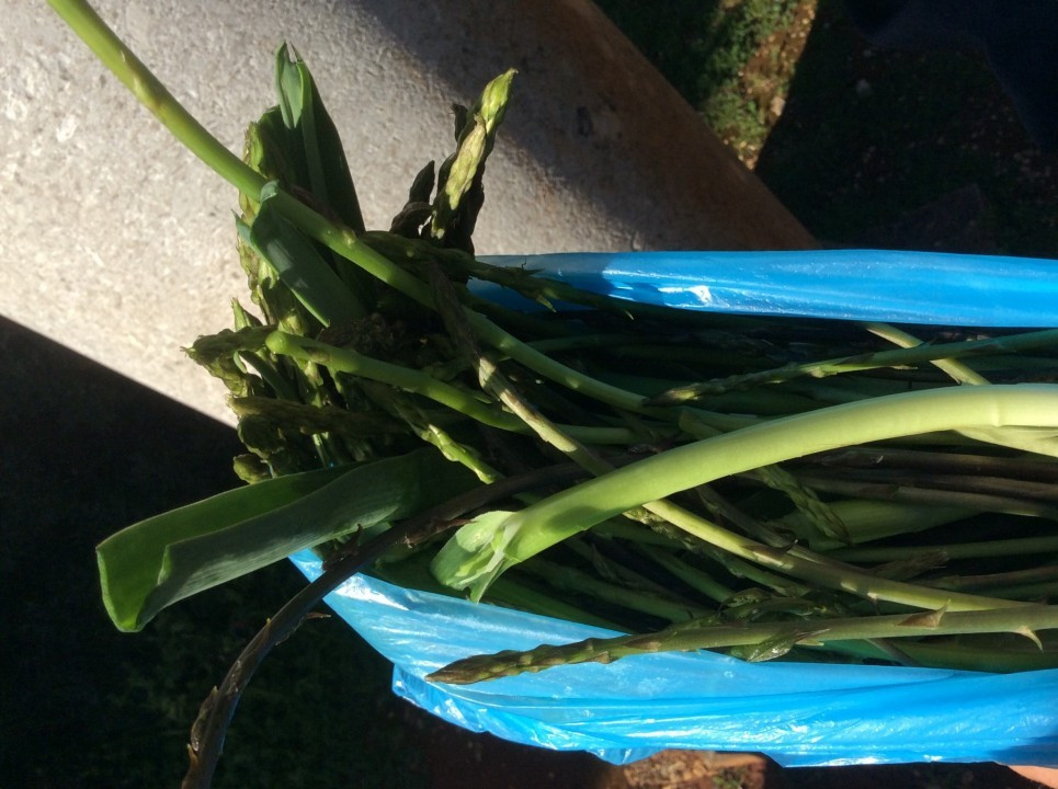 Wilder Spargel Istrien