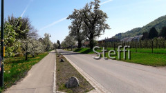 Frühlingsgrüße von Zuhause bzw. Bodensee