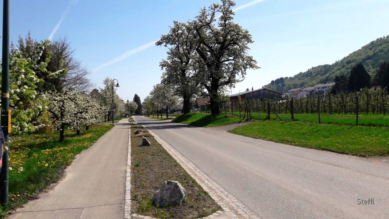 Frühlingsgrüße von Zuhause bzw. Bodensee
