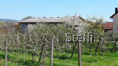 Frühlingsgrüße von Zuhause bzw. Bodensee
