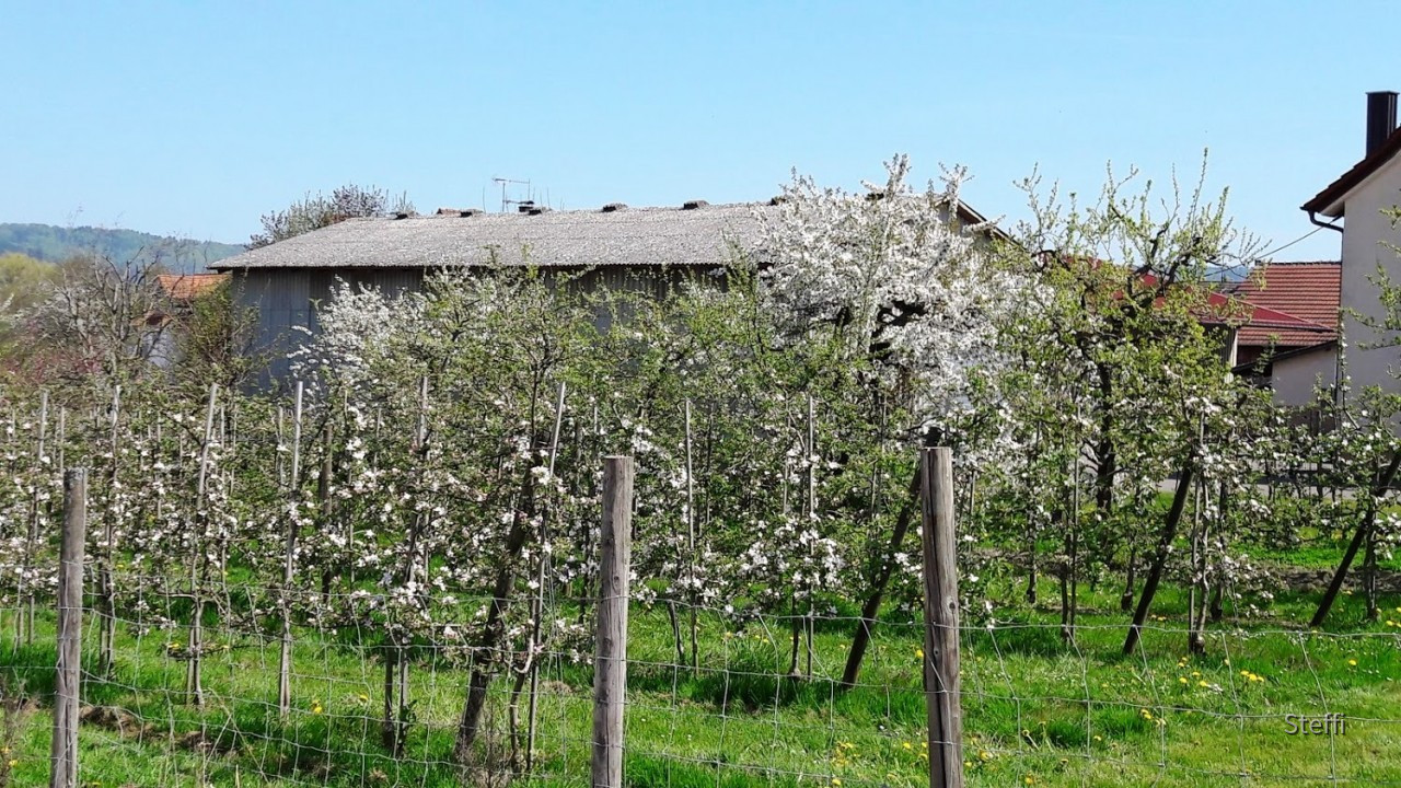 Frühlingsgrüße von Zuhause bzw. Bodensee
