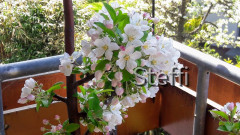 Frühlingsgrüße von Zuhause bzw. Bodensee