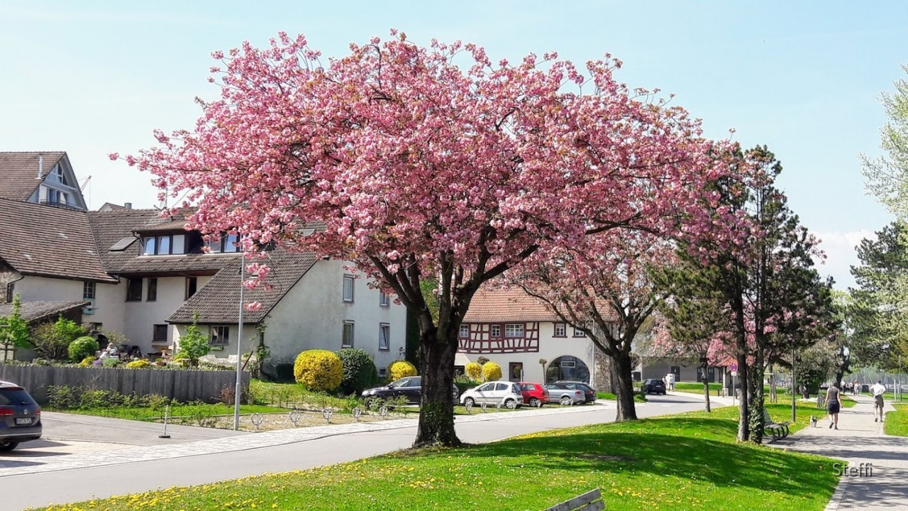 Frühlingsgrüße von Zuhause bzw. Bodensee 