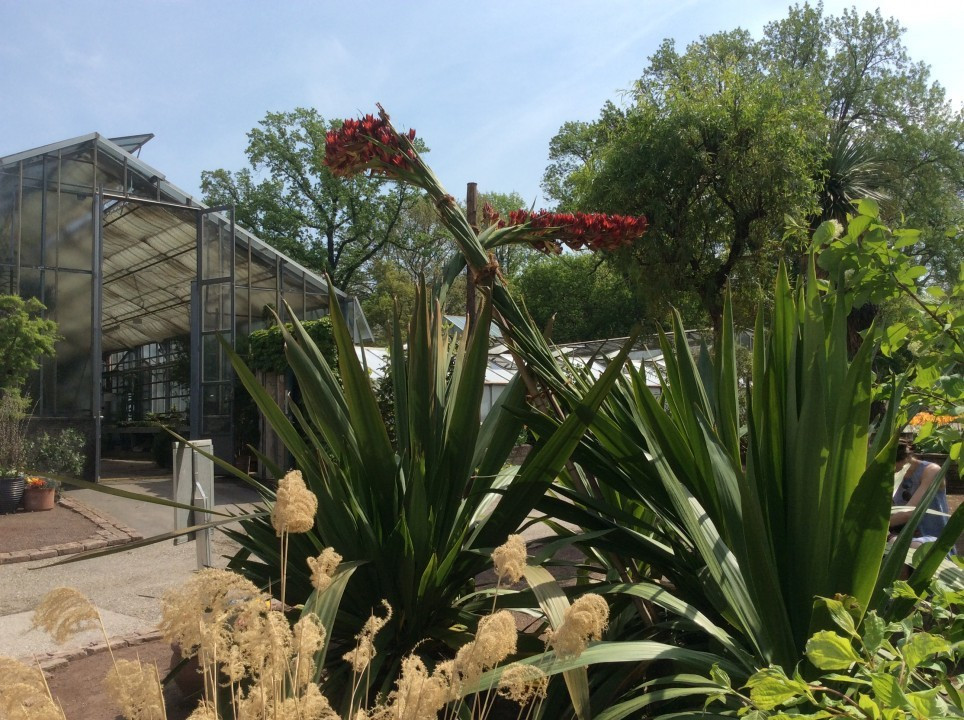 Doryanthes palmeri, Blüte Botanischer Garten Wien