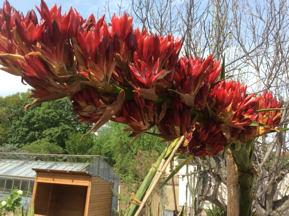 Doryanthes palmeri, Blüte Botanischer Garten Wien
