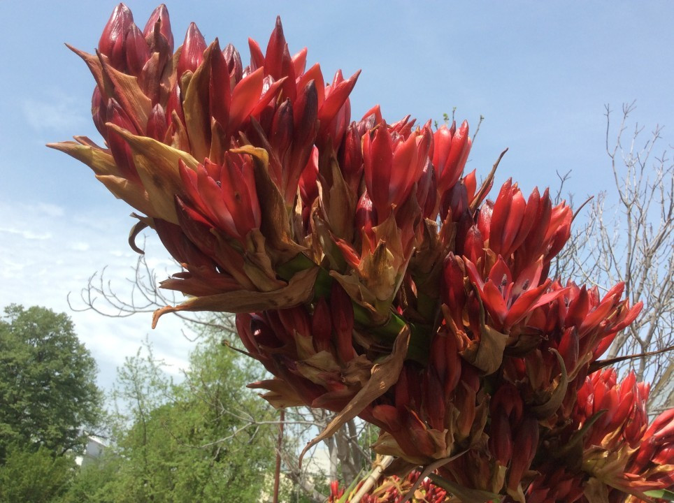 Doryanthes palmeri, Blüte Botanischer Garten Wien