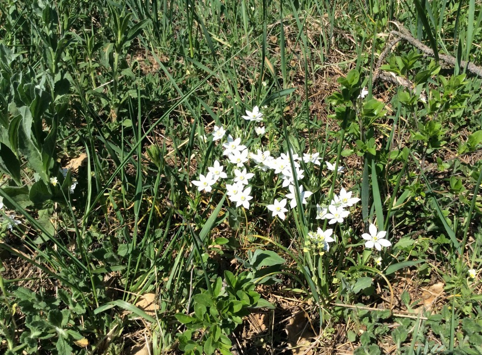 Eichkogel