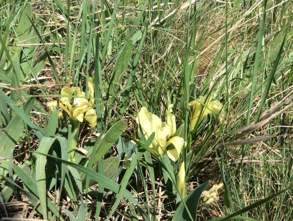 Eichkogel