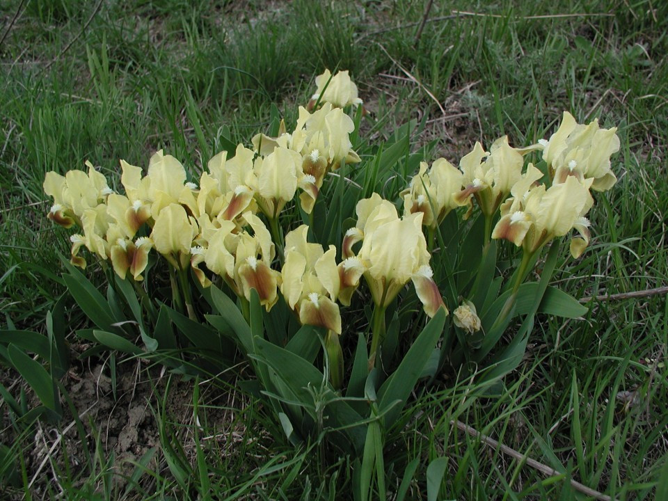 Eichkogel