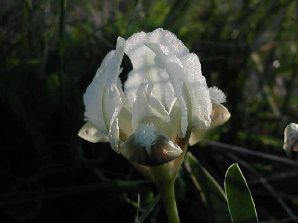 Eichkogel