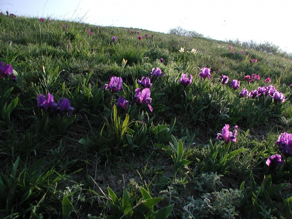 Eichkogel