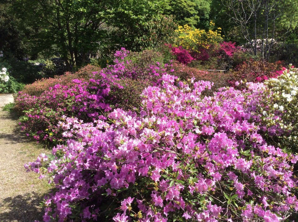 Alpengarten Wien April 2018