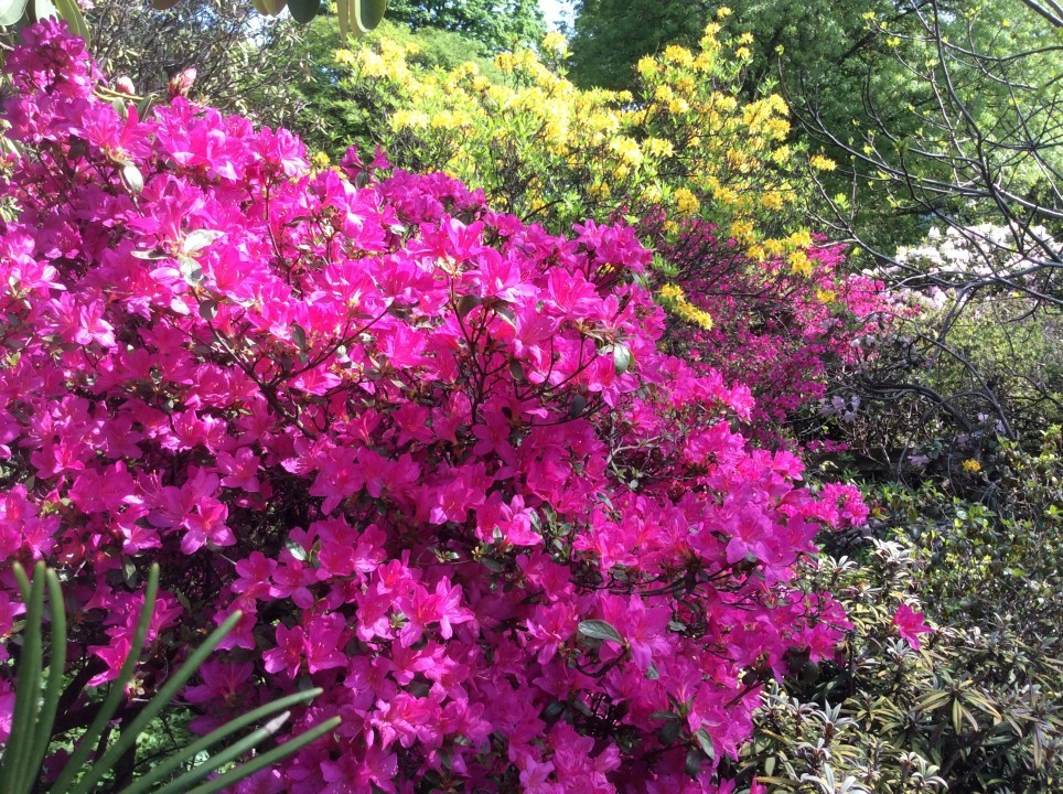 Alpengarten Wien April 2018