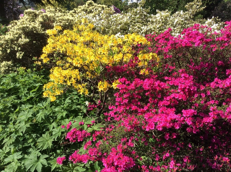 Alpengarten Wien April 2018