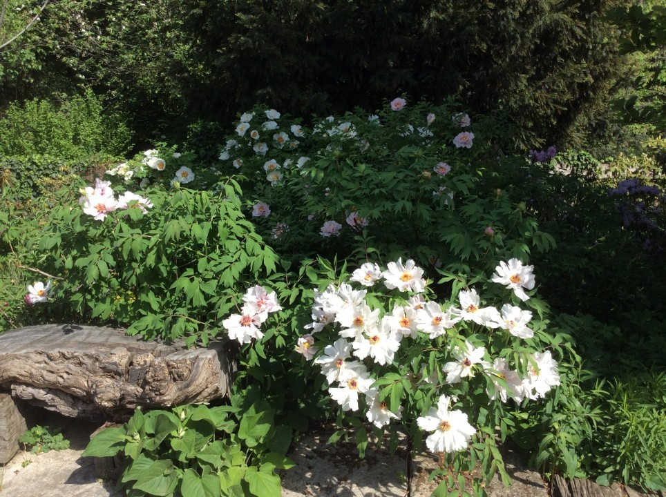 Alpengarten Wien April 2018