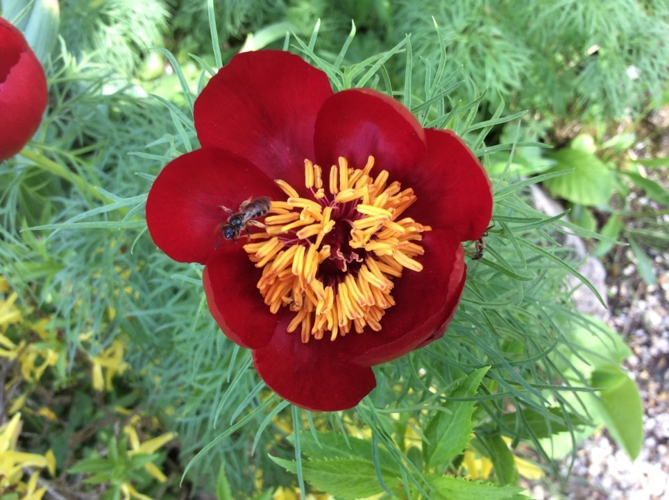 Alpengarten Wien April 2018