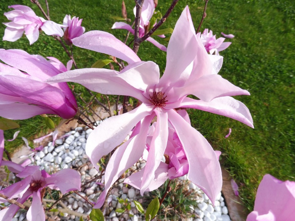 Magnolie