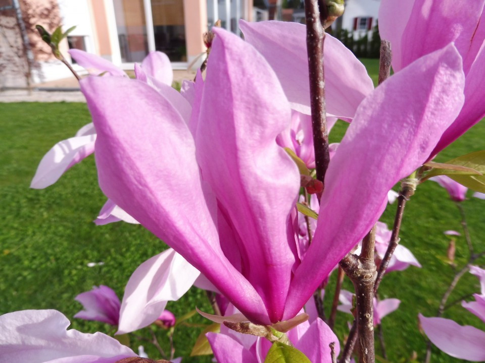 Magnolie