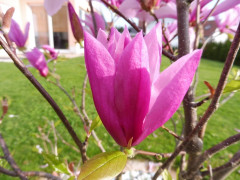 Magnolie