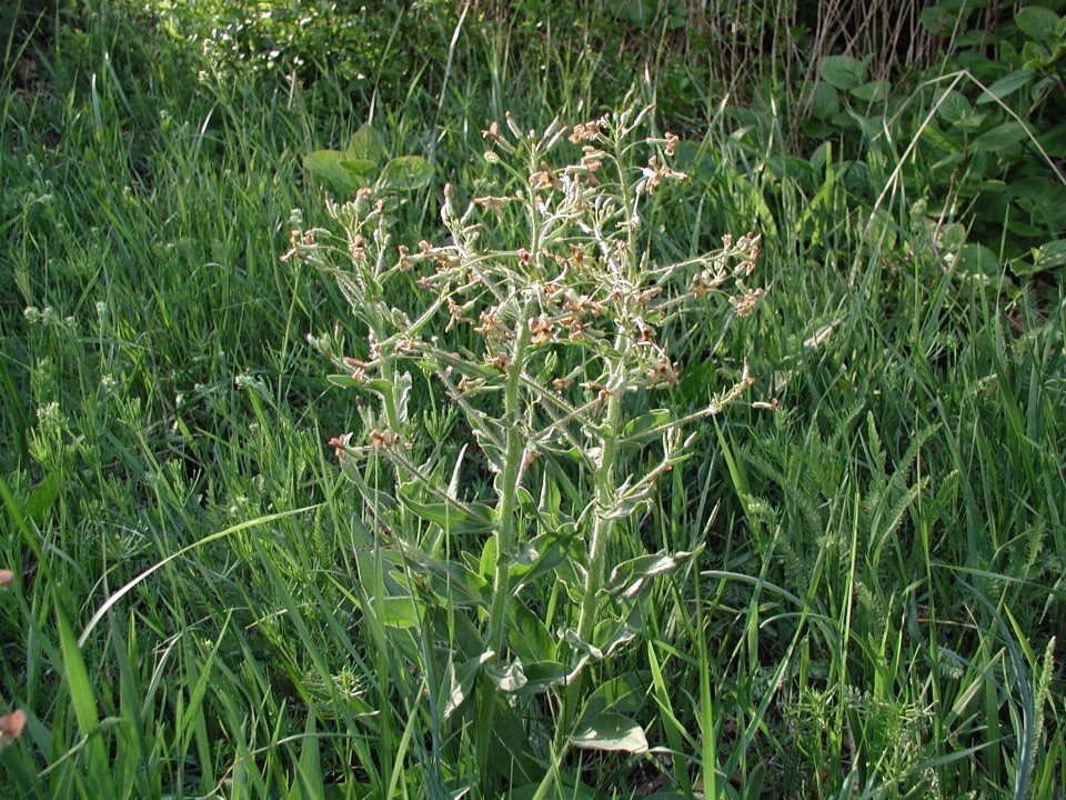 Eichkogel < Hesperis tristis