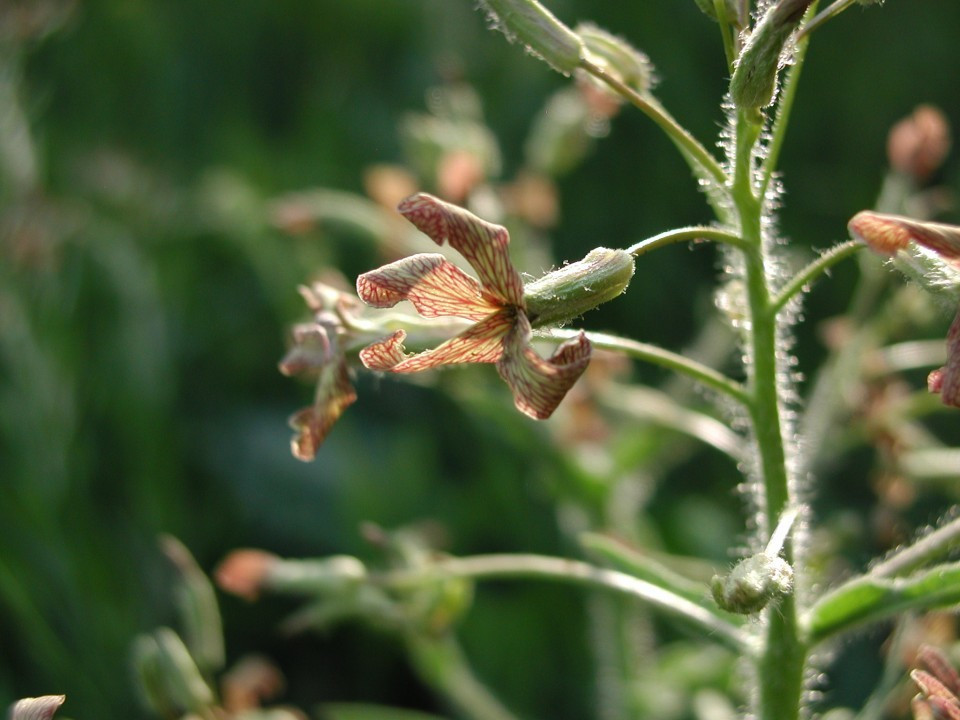 Eichkogel < Hesperis tristis