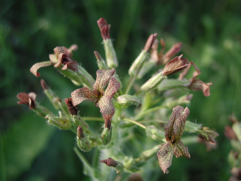 Eichkogel < Hesperis tristis