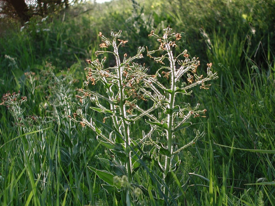 Eichkogel < Hesperis tristis