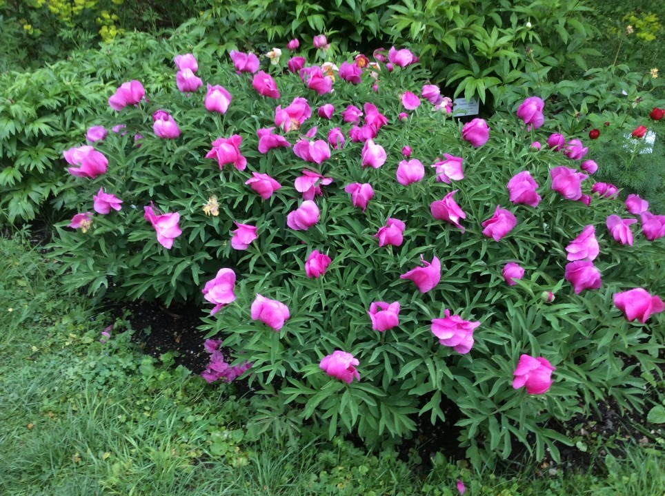 Der Botanische Garten der Universität Wien