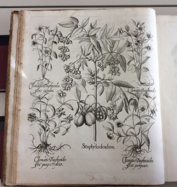 Hortus Eystettensis