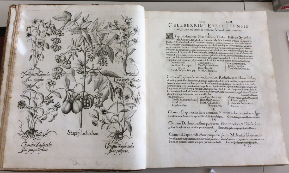 Hortus Eystettensis