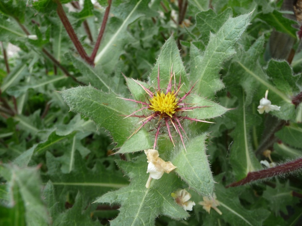 Hortus Eystettensis