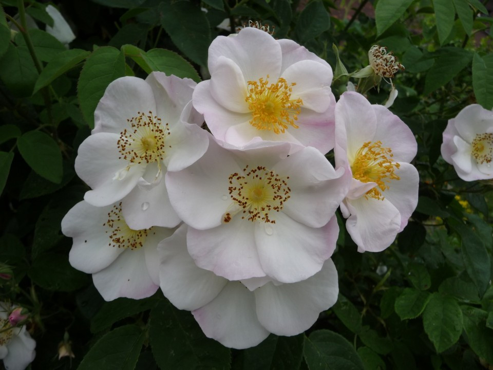 Hortus Eystettensis