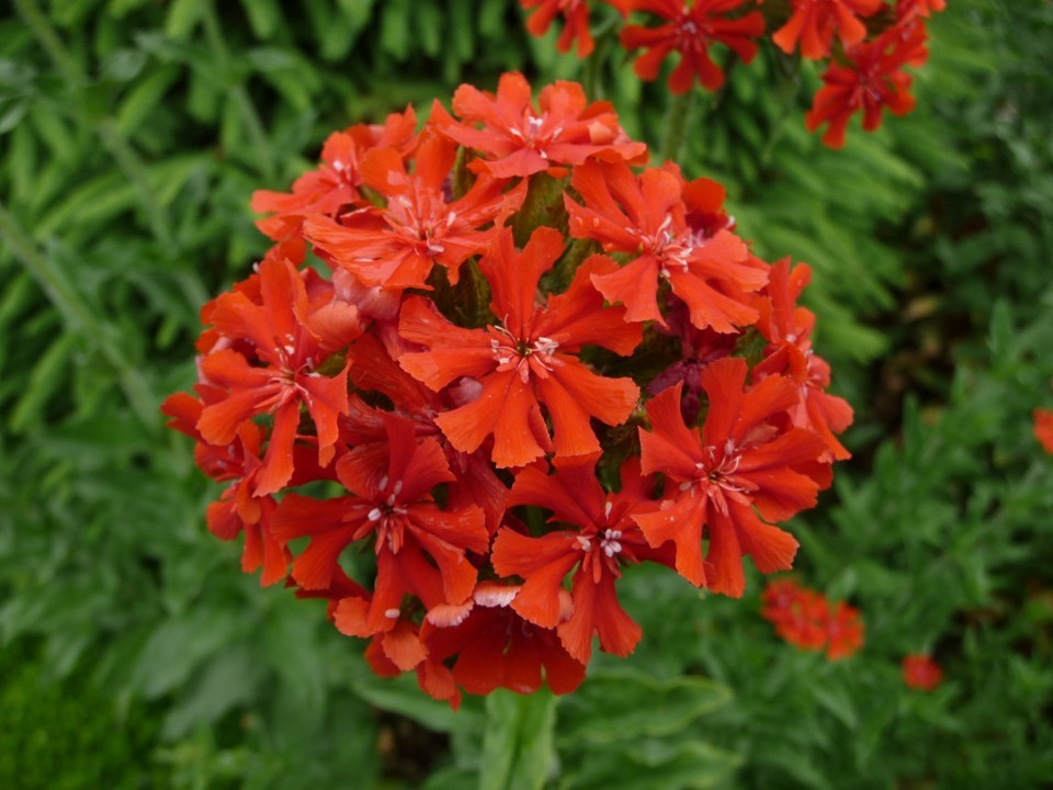 Hortus Eystettensis