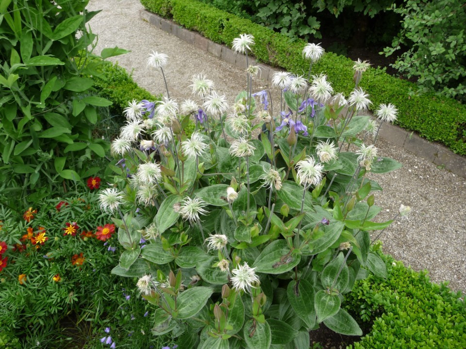 Hortus Eystettensis