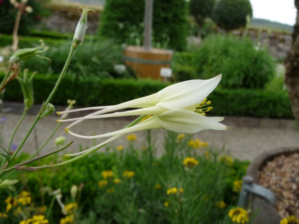 Hortus Eystettensis
