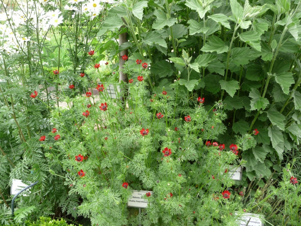 Hortus Eystettensis