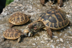 Schildkröten (1)