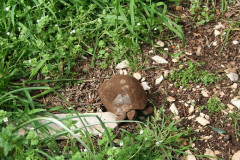 Schildkröten (2)