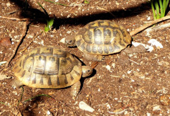 Schildkröten (3)