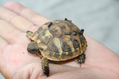 Schildkröten (9)